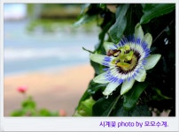 시계꽃 편집사진 / 편집 행복한 동행 - 자유 게시판 - 등단 시인 금강 서갑술 연구실 시계꽃 편집사진 / 편집 행복한 동행
