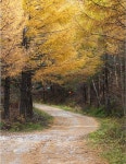 (완료) 하늘길 운탄고도와 백운산 1426 - [일반 종주] 5/3일 속리산 환종주 - 수원종주산악회 (완료) 하늘길 운탄고도와 백운산 1426