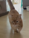 뚱땅뚱땅 걷는 고양이 덕배 - 인스티즈(instiz) 이슈 카테고리 뚱땅뚱땅 걷는 고양이 덕배