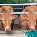 월출산 정기 서린 영암, 소 지명과 관련된 얽힌 이야기...자리잡고... 월출산 정기 서린 영암, 소 지명과 관련된 얽힌 이야기...자리잡고 살만한 갑소