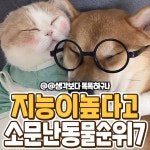 지능이 높다고 소문난 동물순위 7.jpg - ★ ··· 하프타임 - 樂soccer 지능이 높다고 소문난 동물순위 7.jpg