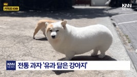 귀여운 회이트 웰시코기.jpg - ★ ··· 하프타임 - 樂soccer 귀여운 회이트 웰시코기.jpg