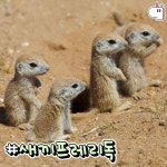 보기만해도 미소 지어지는 아기 동물들 모음.jpg - ★ ··· 하프타임 - 樂soccer 보기만해도 미소 지어지는 아기 동물들 모음.jpg