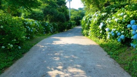 놓치면 후회하는 6월 수국 명소 BEST 5 - ★ ··· 하프타임 - 樂soccer 놓치면 후회하는 6월 수국 명소 BEST 5