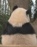 판다월드🐼 삼각김밥 2마리.jpg - ★ ··· 하프타임 - 樂soccer 판다월드🐼 삼각김밥 2마리.jpg