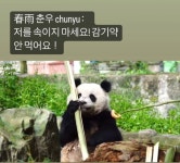 베이천이랑 닮은 판다 춘우🐼.gif - ★ ··· 하프타임 - 樂soccer 베이천이랑 닮은 판다 춘우🐼.gif