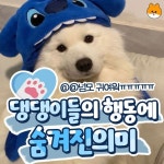 댕댕이들의 행동에 숨겨진 의미.jpg - 웃긴자료 ‥‥‥‥‥、 - 도탁스 (DOTAX) 댕댕이들의 행동에 숨겨진 의미.jpg