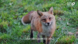 청주여우와랏 주식회사 | 청주동물원의 한 붉은 여우 이름이 김서방이 된 이유 - ★ ··· 하프타임 - 樂soccer 청주동물원의 한 붉은 여우 이름이 김서방이 된 이유