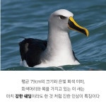 CG 같이 생긴 새ㄷㄷ - 웃긴자료 ‥‥‥‥‥、 - 도탁스 (DOTAX) CG 같이 생긴 새ㄷㄷ