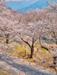 하동 십리벚꽃길 - ★ ··· 하프타임 - 樂soccer 하동 십리벚꽃길