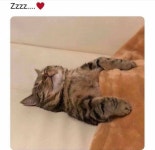 고양이가 잠드는 과정 - ★ ··· 하프타임 - 樂soccer 고양이가 잠드는 과정