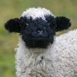 스위스에 사는 얼굴이 안보이는 양 발레 블랙노즈.jpgif - ★ ··· 하프타임 - 樂soccer 스위스에 사는 얼굴이 안보이는 양 발레... 