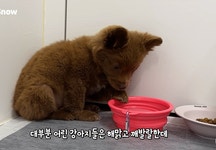 어느 유기견이 마음을 여는 과정 - ★ ··· 하프타임 - 樂soccer 어느 유기견이 마음을 여는 과정