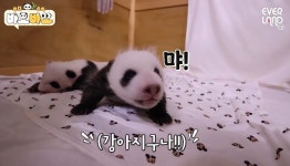 오늘 공개된 쌍둥이 바오들 모습.gif - 웃긴자료 ‥‥‥‥‥、 - 도탁스 (DOTAX) 오늘 공개된 쌍둥이 바오들 모습.gif