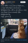 카카오 펫택시 후기.jpg - ★ ··· 하프타임 - 樂soccer 카카오 펫택시 후기.jpg