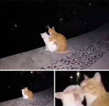 낭만 고양이 - ★ ··· 하프타임 - 樂soccer 낭만 고양이