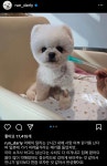 강아지 달리 근황.jpg - ★ ··· 하프타임 - 樂soccer 강아지 달리 근황.jpg