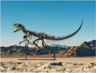 420억에 경매로 팔린 공룡 화석 - ★ ··· 하프타임 - 樂soccer 420억에 경매로 팔린 공룡 화석