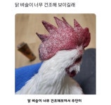 닭 벼슬이 너무 건조해 보이길래 - ★ ··· 하프타임 - 樂soccer 닭 벼슬이 너무 건조해 보이길래