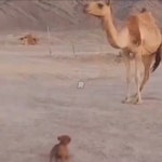 하룻강아지 귀여워하는 타조.gif - 유쾌방 - 엽기 혹은 진실 (세상 모든 즐거움이 모이는 곳) 하룻강아지 귀여워하는 타조.gif