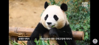 푸바오 이동 관련 소식 전해드립니다. - ★ ··· 하프타임 - 樂soccer 푸바오 이동 관련 소식 전해드립니다.