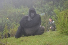 고릴라 실제 크기 - ★ ··· 하프타임 - 樂soccer 고릴라 실제 크기
