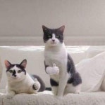 의외로 고양이도 할줄 아는것 - 웃긴자료 ‥‥‥‥‥、 - 도탁스 (DOTAX) 의외로 고양이도 할줄 아는것