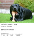 개 키워 본 사람들은 공감하는 것 - ★ ··· 하프타임 - 樂soccer 개 키워 본 사람들은 공감하는 것