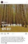 도리마을 은행나무숲 경주시매입으로 벌목 중단 - ★ ··· 하프타임 - 樂soccer 도리마을 은행나무숲 경주시매입으로 벌목 중단