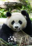 베이천이랑 닮은 판다 춘우🐼.gif - ★ ··· 하프타임 - 樂soccer 베이천이랑 닮은 판다 춘우🐼.gif