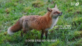 청주여우와랏 주식회사 | 청주동물원의 한 붉은 여우 이름이 김서방이 된 이유 - ★ ··· 하프타임 - 樂soccer 청주동물원의 한 붉은 여우 이름이 김서방이 된 이유