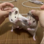 햄스터 맞짱뜨는거 말린 썰 푼다 - ★ ··· 하프타임 - 樂soccer 햄스터 맞짱뜨는거 말린 썰 푼다