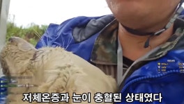 호우 속 익사 직전 강아지 구해낸 스트리머 - ★ ··· 하프타임 - 樂soccer 호우 속 익사 직전 강아지 구해낸 스트리머