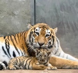 서울대공원에서 태어난 아기 시베리아 호랑이 - ★ ··· 하프타임 - 樂soccer 서울대공원에서 태어난 아기 시베리아 호랑이