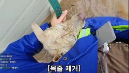 호우 속 익사 직전 강아지 구해낸 스트리머 - ★ ··· 하프타임 - 樂soccer 호우 속 익사 직전 강아지 구해낸 스트리머