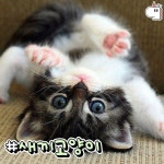 보기만해도 미소 지어지는 아기 동물들 모음.jpg - ★ ··· 하프타임 - 樂soccer 보기만해도 미소 지어지는 아기 동물들 모음.jpg