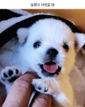 촬영하다 만난 반려견 - ★ ··· 하프타임 - 樂soccer 촬영하다 만난 반려견