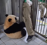 백신맞고 판빡친 후이바오🐼ㅋㅋㅋㅋㅋ.gif - 인스티즈(instiz) 이슈 카테고리 백신맞고 판빡친 후이바오🐼ㅋㅋㅋㅋㅋ.gif