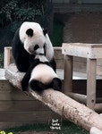 후이바오 애보항공에 태우려다 발라당한 아이바오🐼.gif - ★ ··· 하프타임 - 樂soccer 후이바오 애보항공에 태우려다 발라당한 아이바오...
