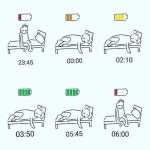 수면 중 체력 회복 과정 - ★ ··· 하프타임 - 樂soccer 수면 중 체력 회복 과정