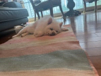 여우한마리가 집에 들어오더니 잠.. - ★ ··· 자유토크방 - 樂soccer 여우한마리가 집에 들어오더니 잠..