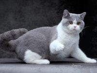 얼굴이 빵실빵실 후덕한 고양이 브리티쉬 숏헤어 - ★ ··· 하프타임 - 樂soccer 얼굴이 빵실빵실 후덕한 고양이 브리티쉬 숏헤어