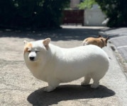 시바코기 - ★ ··· 하프타임 - 樂soccer 시바코기