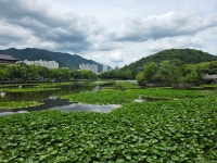 (대구) 청룡지맥구간의 금봉산과 두리봉(26.6.21.일.경맥46산악회)... 의산 (대구) 청룡지맥구간의 금봉산과 두리봉(26.6.21.일.경맥46산악회)