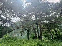 (강원 정선)연산군哀史 취적봉과 각TV방영 뼝대비경 덕산기계곡(25.7.... 목) - 산행기 - 대구 의산 (강원 정선)연산군哀史 취적봉과 각TV방영... 