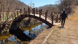 (의성) 사곡리 산수유꽃 봄맞이행사와 탑리 국보 오층석탑(26.3.20.금/보생20차) - 산행기 - 대구 의산 (의성) 사곡리 산수유꽃 봄맞이행사와... 