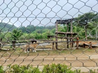 (경북 봉화) 국립백두대간수목원 (문수산 산행1부) (25.05.15.목) - 산행기 - 대구 의산 (경북 봉화) 국립백두대간수목원 (문수산 산행1부)... 