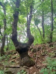 (강원 정선)연산군哀史 취적봉과 각TV방영 뼝대비경 덕산기계곡(25.7.... 목) - 산행기 - 대구 의산 (강원 정선)연산군哀史 취적봉과 각TV방영... 
