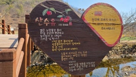 (의성) 사곡리 산수유꽃 봄맞이행사와 탑리 국보 오층석탑(26.3.20.금/보생20차) - 산행기 - 대구 의산 (의성) 사곡리 산수유꽃 봄맞이행사와... 