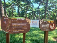 (경주)솔숲아래 맥문동군락 사이 황토맨발길의 황성공원(25.8.1.금.... 맥문동군락 사이 황토맨발길의 황성공원(25.8.1.금.46步生클럽)